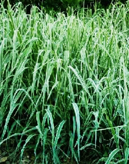 標題：紫羊茅
瀏覽次數(shù)：3047
發(fā)表時間：2017-11-02