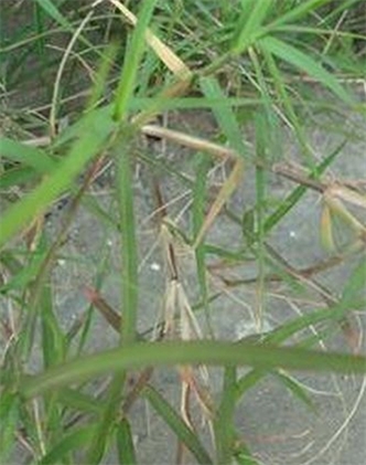 標(biāo)題：狗牙根
瀏覽次數(shù)：2387
發(fā)表時(shí)間：2017-11-02