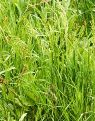 標題：普通早熟禾
瀏覽次數(shù)：3630
發(fā)表時間：2017-11-02