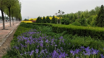 標(biāo)題：張家口經(jīng)開區(qū)秋季清水河生態(tài)綠廊建
瀏覽次數(shù)：2215
發(fā)表時間：2020-10-16