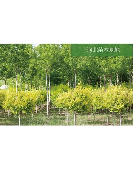 標(biāo)題：苗木基地
瀏覽次數(shù)：1921
發(fā)表時(shí)間：2020-10-17