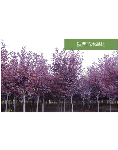 標(biāo)題：苗木基地
瀏覽次數(shù)：2015
發(fā)表時間：2020-10-17