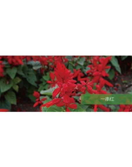 標(biāo)題：地被
瀏覽次數(shù)：1839
發(fā)表時間：2020-10-17