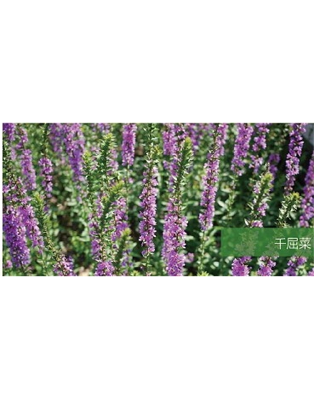 標題：地被
瀏覽次數(shù)：1745
發(fā)表時間：2020-10-17