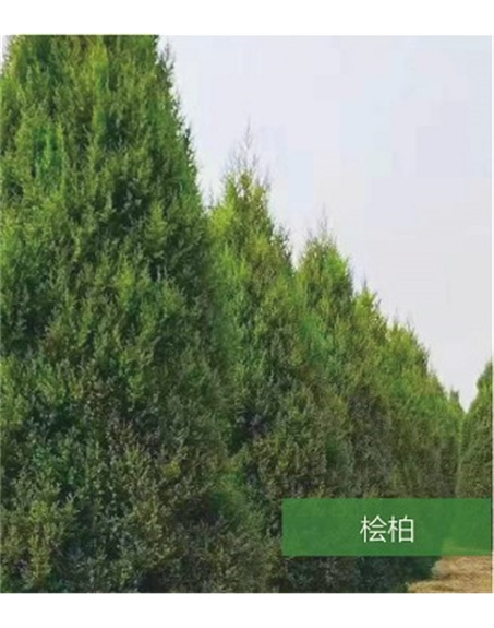 標(biāo)題：名貴樹種
瀏覽次數(shù)：1387
發(fā)表時(shí)間：2020-10-17