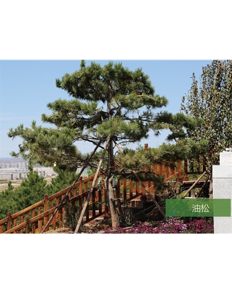 標(biāo)題：名貴樹(shù)種
瀏覽次數(shù)：1382
發(fā)表時(shí)間：2020-10-17