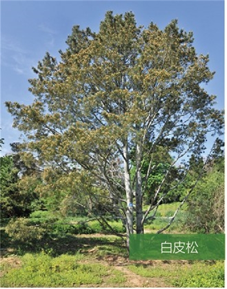 標(biāo)題：名貴樹種
瀏覽次數(shù)：2026
發(fā)表時間：2020-10-17