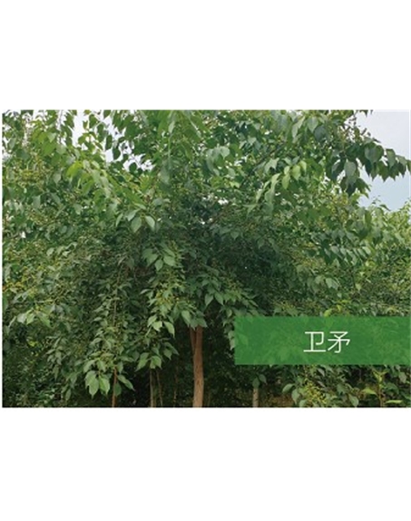 標(biāo)題：?jiǎn)坦嗄?瀏覽次數(shù)：2046
發(fā)表時(shí)間：2020-10-17