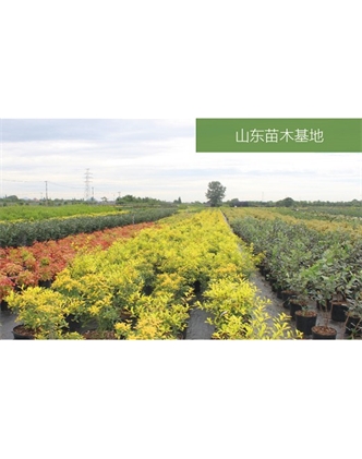 標(biāo)題：苗木基地
瀏覽次數(shù)：2110
發(fā)表時(shí)間：2020-10-17