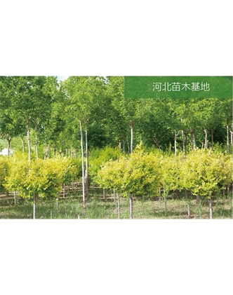 標(biāo)題：苗木基地
瀏覽次數(shù)：1966
發(fā)表時(shí)間：2020-10-17