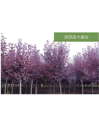 標(biāo)題：苗木基地
瀏覽次數(shù)：2079
發(fā)表時(shí)間：2020-10-17