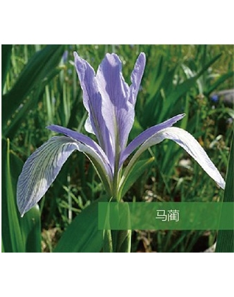 標題：地被
瀏覽次數(shù)：1412
發(fā)表時間：2020-10-17