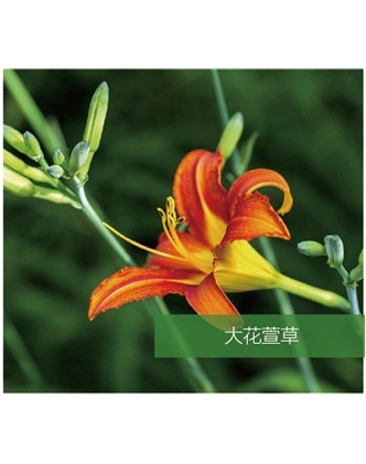 標題：地被
瀏覽次數(shù)：1374
發(fā)表時間：2020-10-17