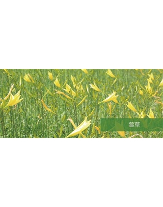 標題：地被
瀏覽次數(shù)：1419
發(fā)表時間：2020-10-17