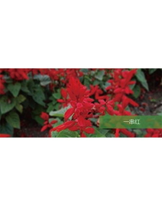 標(biāo)題：地被
瀏覽次數(shù)：1882
發(fā)表時間：2020-10-17