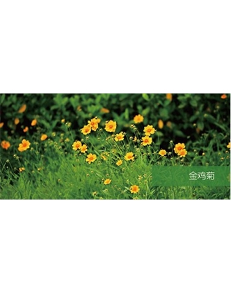 標(biāo)題：地被
瀏覽次數(shù)：1826
發(fā)表時間：2020-10-17