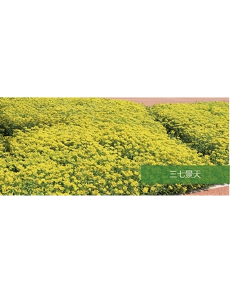 標(biāo)題：地被
瀏覽次數(shù)：1885
發(fā)表時間：2020-10-17