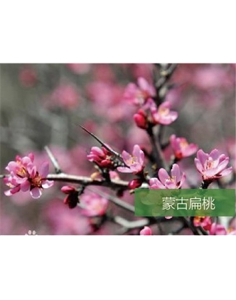 標(biāo)題：名貴樹種
瀏覽次數(shù)：1264
發(fā)表時間：2020-10-17