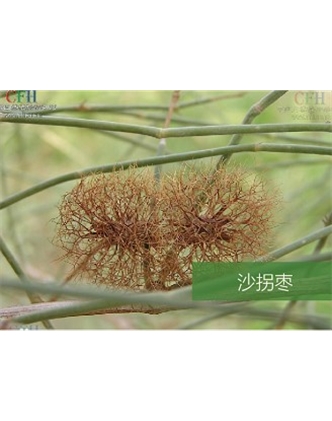 標(biāo)題：名貴樹種
瀏覽次數(shù)：1415
發(fā)表時間：2020-10-17