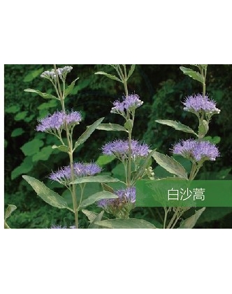 標(biāo)題：名貴樹種
瀏覽次數(shù)：1474
發(fā)表時間：2020-10-17