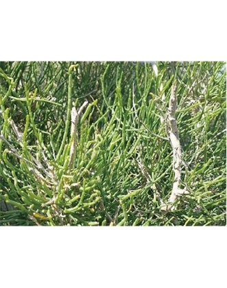 標(biāo)題：名貴樹種
瀏覽次數(shù)：1478
發(fā)表時間：2020-10-17