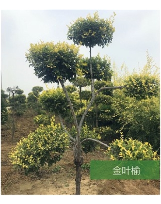 標(biāo)題：名貴樹種
瀏覽次數(shù)：1420
發(fā)表時間：2020-10-17