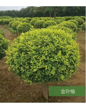標題：名貴樹種
瀏覽次數(shù)：1428
發(fā)表時間：2020-10-17