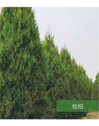 標題：名貴樹種
瀏覽次數(shù)：1381
發(fā)表時間：2020-10-17