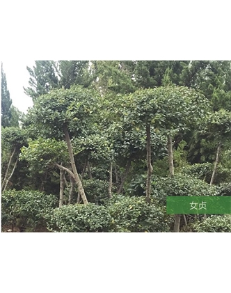 標題：名貴樹種
瀏覽次數(shù)：1404
發(fā)表時間：2020-10-17