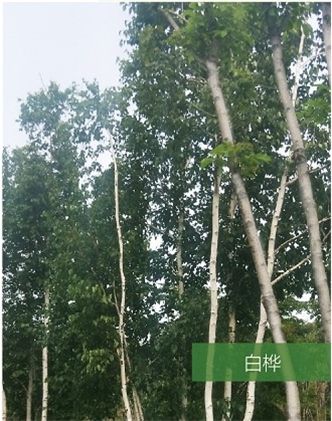 標題：名貴樹種
瀏覽次數(shù)：1435
發(fā)表時間：2020-10-17