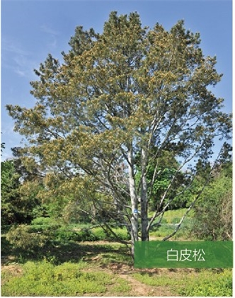標題：名貴樹種
瀏覽次數(shù)：2023
發(fā)表時間：2020-10-17