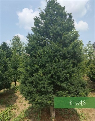 標題：名貴樹種
瀏覽次數(shù)：1856
發(fā)表時間：2020-10-17