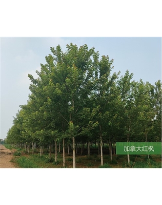 標題：名貴樹種
瀏覽次數(shù)：1813
發(fā)表時間：2020-10-17