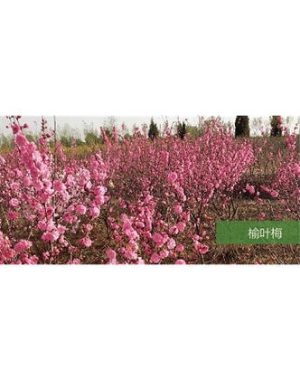 標題：喬灌木
瀏覽次數(shù)：1479
發(fā)表時間：2020-10-17