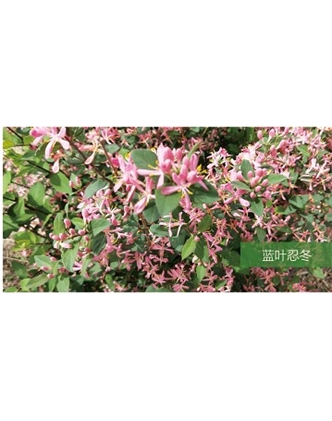 標題：喬灌木
瀏覽次數(shù)：1376
發(fā)表時間：2020-10-17