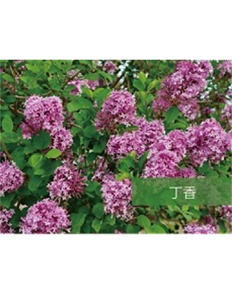 標題：喬灌木
瀏覽次數(shù)：1401
發(fā)表時間：2020-10-17