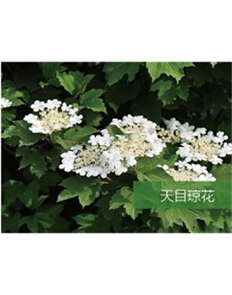 標題：喬灌木
瀏覽次數(shù)：1457
發(fā)表時間：2020-10-17