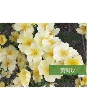 標(biāo)題：?jiǎn)坦嗄?瀏覽次數(shù)：1312
發(fā)表時(shí)間：2020-10-17