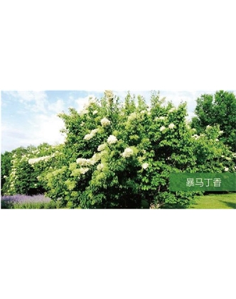 標(biāo)題：?jiǎn)坦嗄?瀏覽次數(shù)：1435
發(fā)表時(shí)間：2020-10-17
