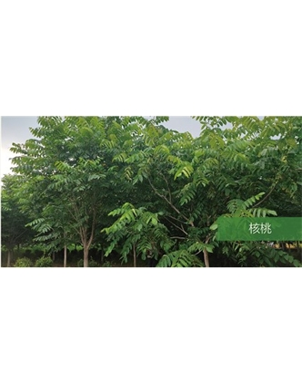 標題：喬灌木
瀏覽次數(shù)：1380
發(fā)表時間：2020-10-17