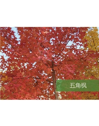 標題：喬灌木
瀏覽次數(shù)：1463
發(fā)表時間：2020-10-17