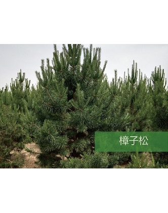 標題：喬灌木
瀏覽次數(shù)：1396
發(fā)表時間：2020-10-17
