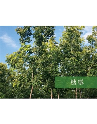 標(biāo)題：喬灌木
瀏覽次數(shù)：2112
發(fā)表時間：2020-10-17