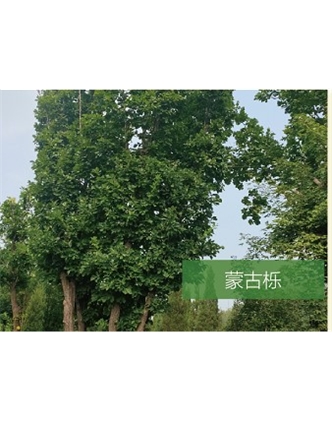 標(biāo)題：喬灌木
瀏覽次數(shù)：2001
發(fā)表時間：2020-10-17