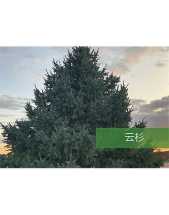 標(biāo)題：喬灌木
瀏覽次數(shù)：2132
發(fā)表時間：2020-10-17