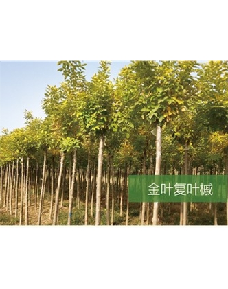 標(biāo)題：喬灌木
瀏覽次數(shù)：1922
發(fā)表時間：2020-10-17